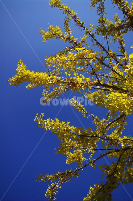 은행나무,가을,은행잎,식물,plant,하늘,가을,계절,fall,autumn,season,tree,나무