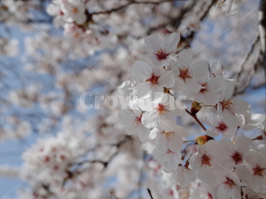 봄,벚꽃,꽃,봄꽃,하늘,나무,꽃나무,벚꽃나무,식물,계절,spring,flower,season,봄,계절,spring,season,식물,자연,plants,nature,꽃,flower,plant,blossom