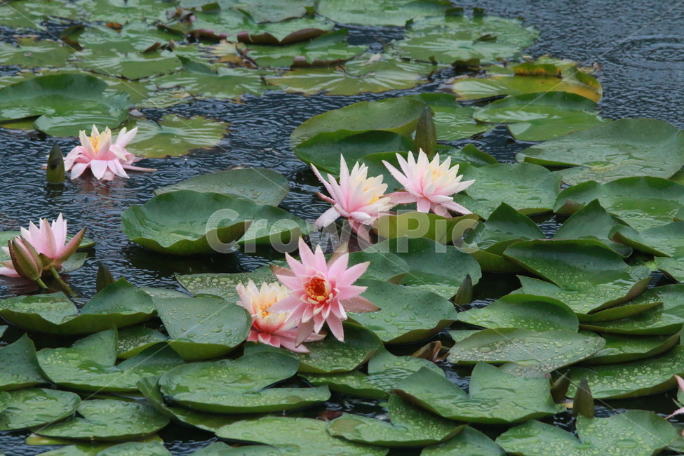 우중출사,장마,비,비방울,물방울,수련,식물,자연,plants,nature,꽃,flower,비,비오는날,rain,rainy