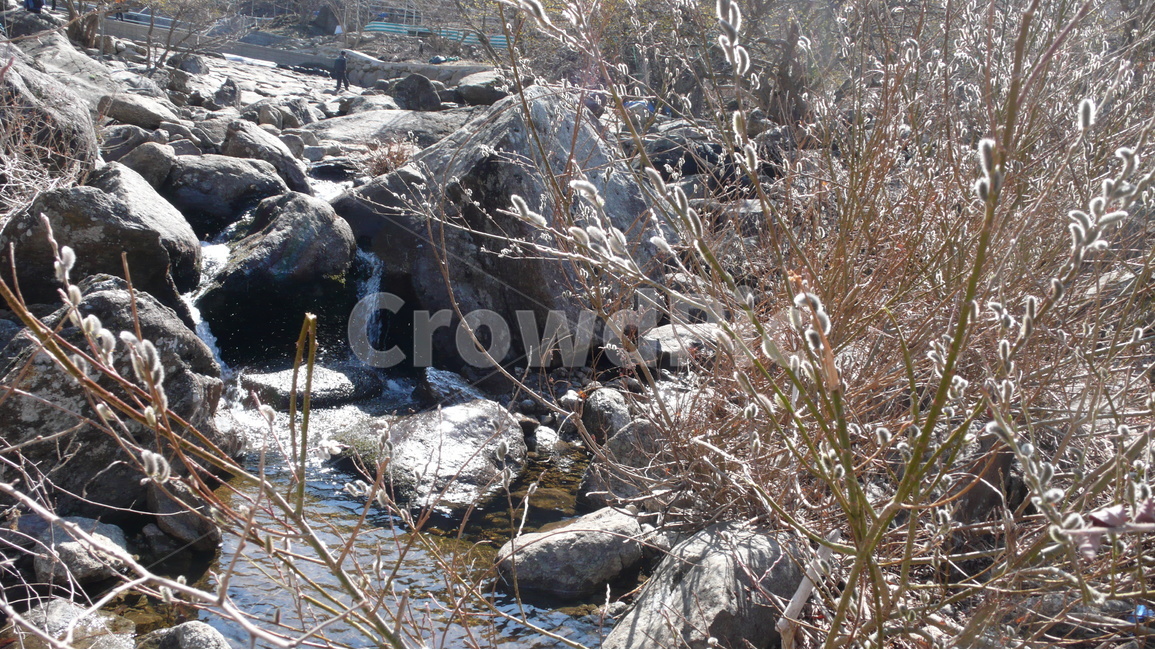 계곡,봄,버들강아지,식물,시냇물,시내,자연,봄,계절,spring,season,식물,자연,plants,nature,outdoors,옥외