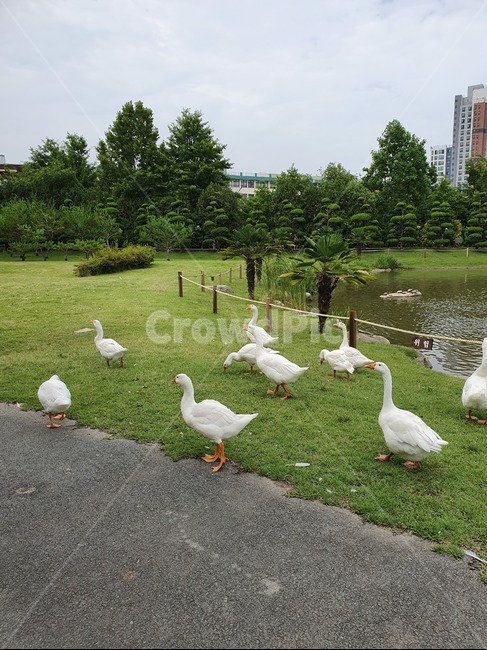 오리,거위,공원,동물,떼