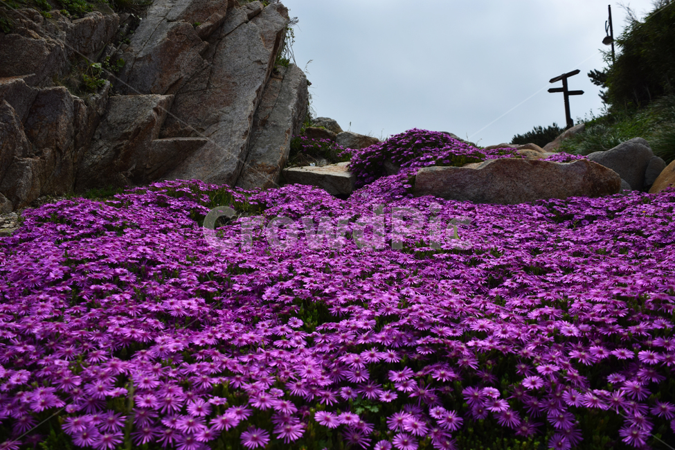 꽃,예쁜,색갈,색감,꽃들,빛감,보라색,보라빛,자주색,자주빛,식물,자연,plants,nature,꽃,flower