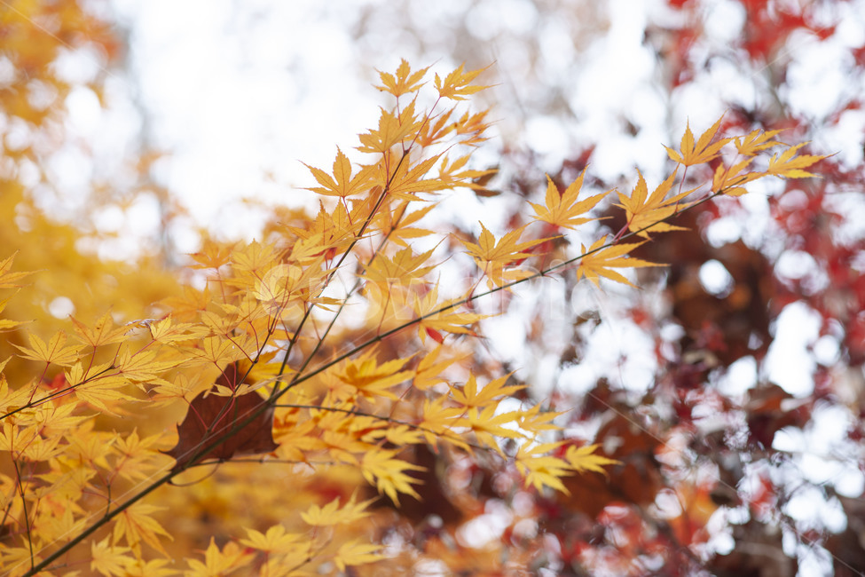 가을,단풍,단풍나무,감성,가을단풍,잎,식물,나무,가을,계절,fall,autumn,season