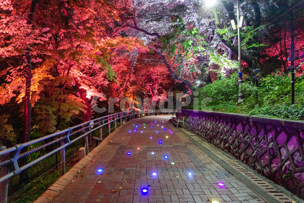 자유공원,인천,야경,산책로,숲길,나무,led,공원,자연,수풀,오솔길,산길,숲,밤,night,가로등,산책,park,길,통행로,거리,보행로,보도,path,way,walkway,handrail,난간,식물,banister