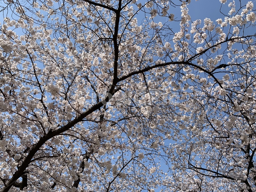 봄,벚꽃나무,봄하늘,스프링,벚꽃