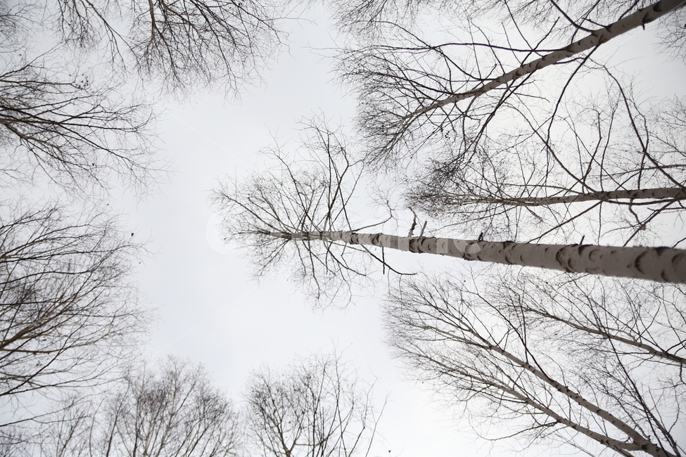 자작나무,나무,원대리,인제,강원도,풍경,자연,겨울,계절,winter,season,식물,자연,plants,nature,나무,trees,wood