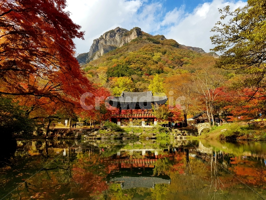 가을,백양사,단풍,자연,애기단풍,감성