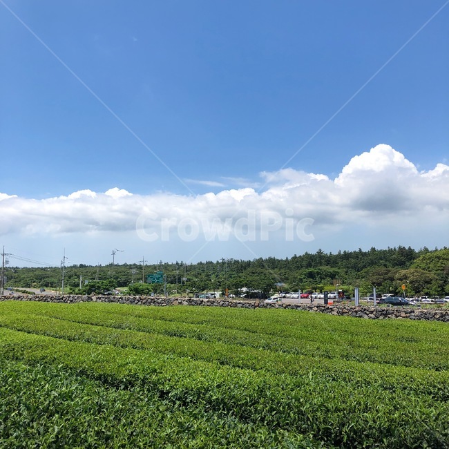 녹차,자연,구름,맑음,제주도