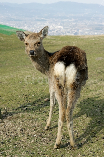 사슴,나라,일본,일본나라,나라사슴,일본여행,들판,동물,초식동물,동물,animal,포유류,mammal
