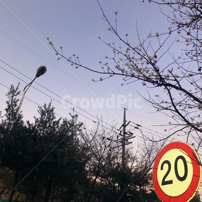 봄,노란꽃,하늘,나무,표지판,가로등