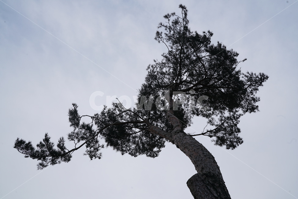 소나무,솔나무,plne,tree,나무,plant,식물,treetrunk,나무줄기