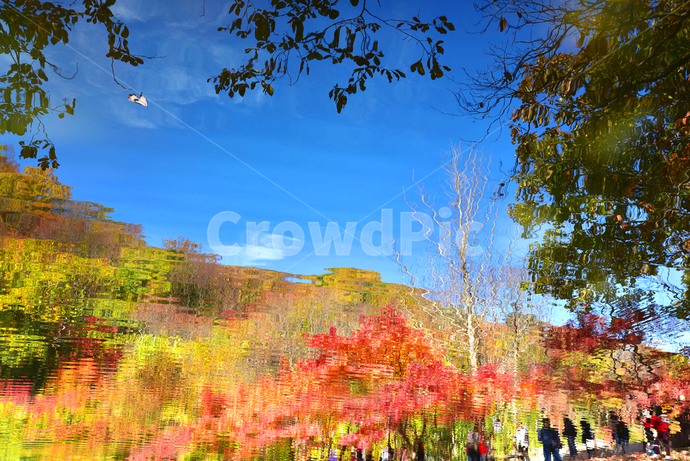 단풍,낙엽,반영,빨강,노랑,수면,연못,나무,잎,식물,가을,가을,계절,fall,autumn,season,tree,plant,leaf