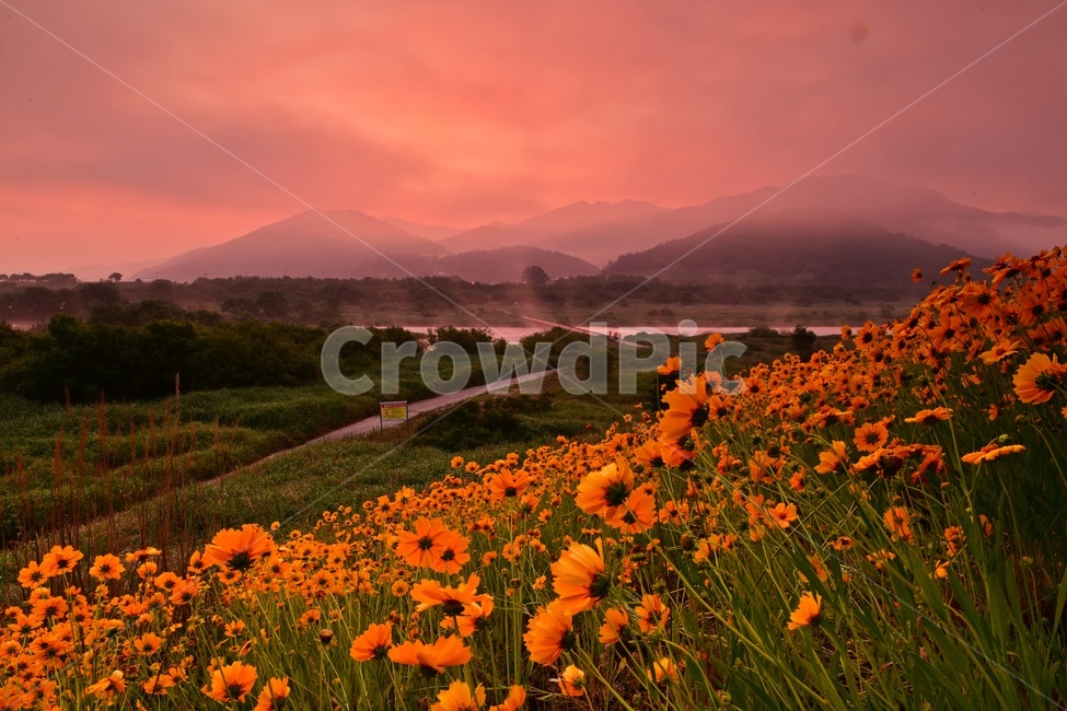 전남,곡성,섬진강,침실습지,금계국,물안개,여명,일출,해돋이,침실습지일출,grassland,nature,자연,meadow,목초지,field,들,outdoors,옥외,자연,풍경,nature,landscape,한국자연풍경,한국자연경관,korea nature landscape