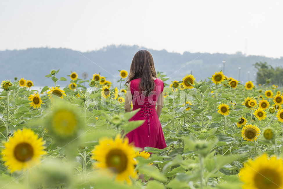 해바라기,꽃,꽃밭,노란색,노란꽃,여름,계절,꽃잎,자연,풍경,식물,여자,뒷모습,식물,자연,plants,nature,꽃,flower,사람,인물,인간,human,person,여성,여자,woman,female,lady