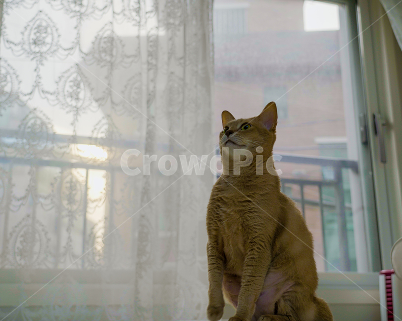 homedecor,가정장식,pet,착한애,cat,포유류,mammal,동물,animal,고양이,아비시니안,반려묘,동물,animal,포유류,mammal,고양이,cat,kitten,kitty