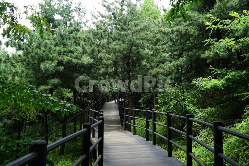 숲,자연,그늘,나무,녹음,녹색,forest,nature,shodow,trees,green,힐링,휴식,시원함,고요함,healing,relaxation,cool,calm,forestbathing,freshness,자연,풍경,nature,landscape,boardwalk,산책로,building,건물,bridge,다리
