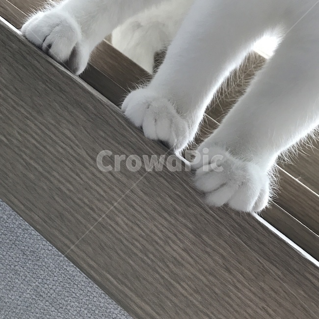 고양이,cat,스코티쉬폴드,집사,감성,동물,animal,포유류,mammal,고양이,cat,kitten,kitty