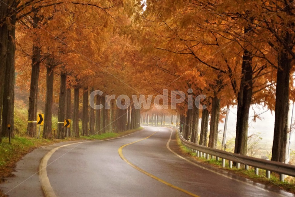 가을,메타세콰이어길,단풍,자연,나무,식물,오렌지색,길,가로수,안개,nature,autumn,fall,trees,자연풍경,한국자연풍경,orangecolor,감성,emotion,plant,maple,가을,계절,fall,autumn,season,자연,풍경,nature,landscape,road,도로,asphalt,아스팔트,highway,고속도로,freeway,고속 도로