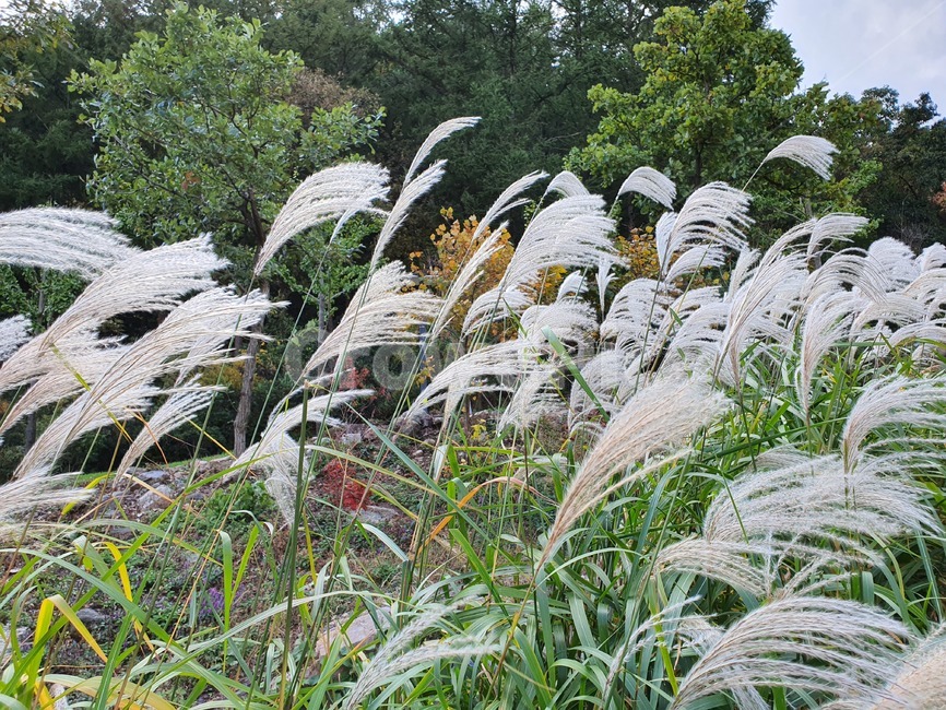 grass,plant,식물,lawn,잔디,reed,갈대,억새