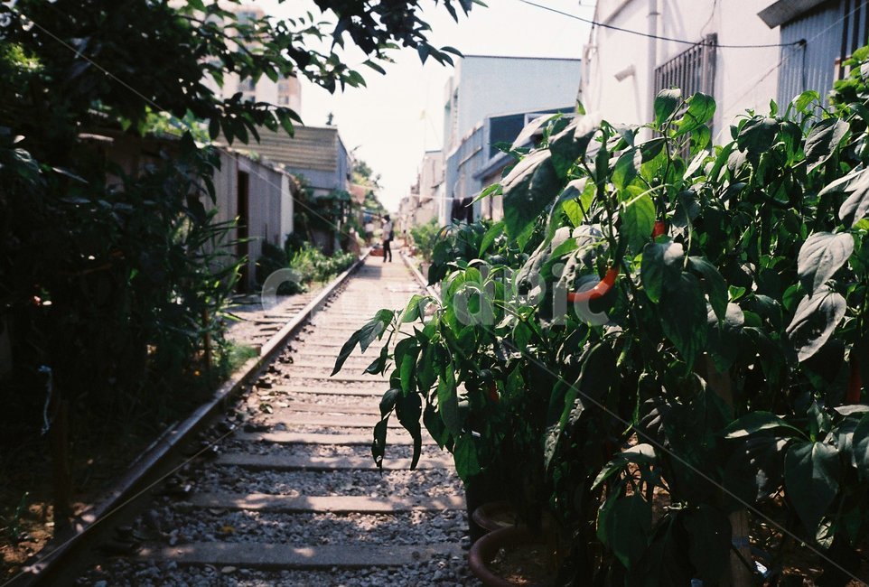 철길,철길마을,나무,식물,도시,햇살,감성,green,train,필름,filmphoto,film,풍경,골목길,alley,outdoors,옥외,garden,정원
