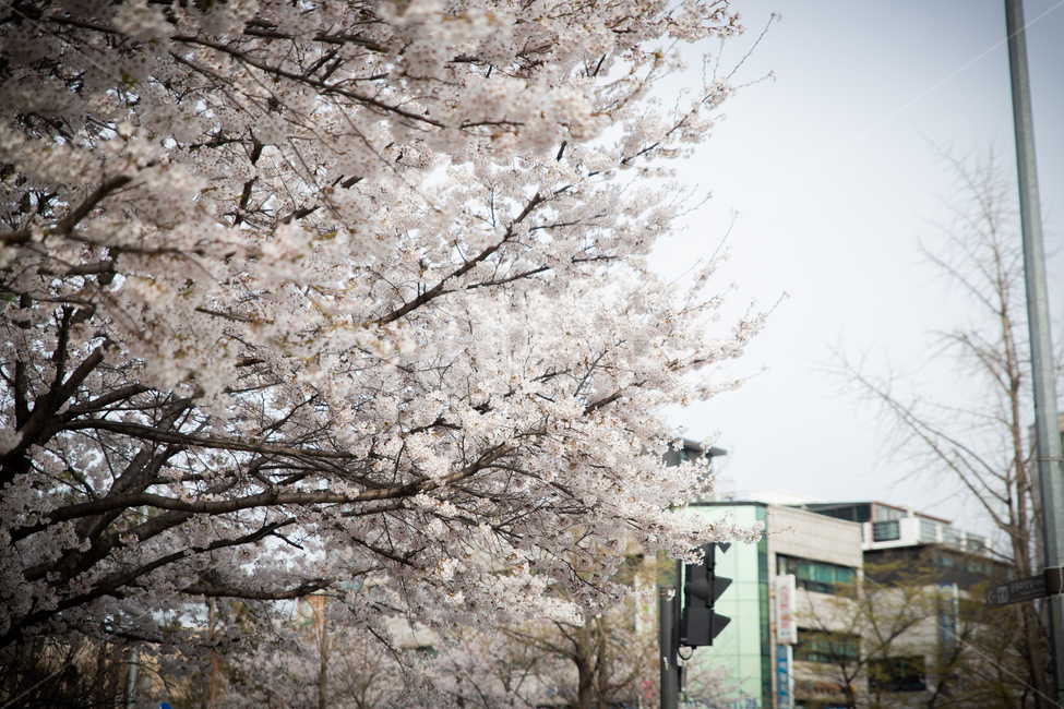 봄,벗꽃,cherrytree,spring,korea,서울,가락동,나무,봄,계절,spring,season,plant,식물,blossom,꽃,flower