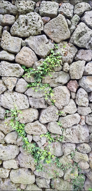 제주도,현무암,담쟁이,식물,자연,싱그러움,제주도,jeju,jeju island,wall,벽,rubble,파편,stone wall,돌담