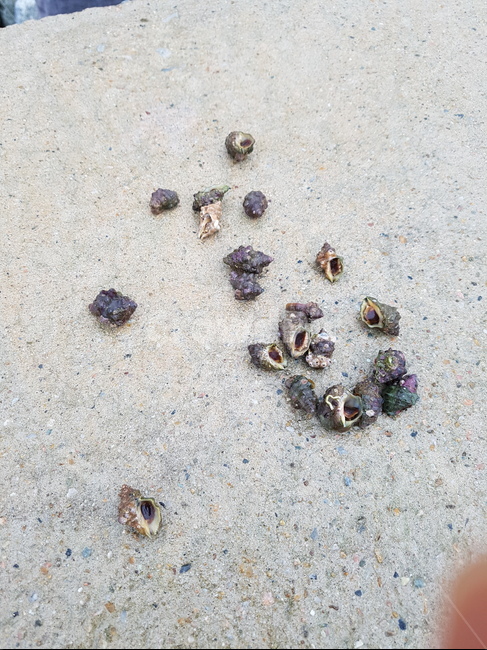 바다생물,새소라,소라,고동,바다소라