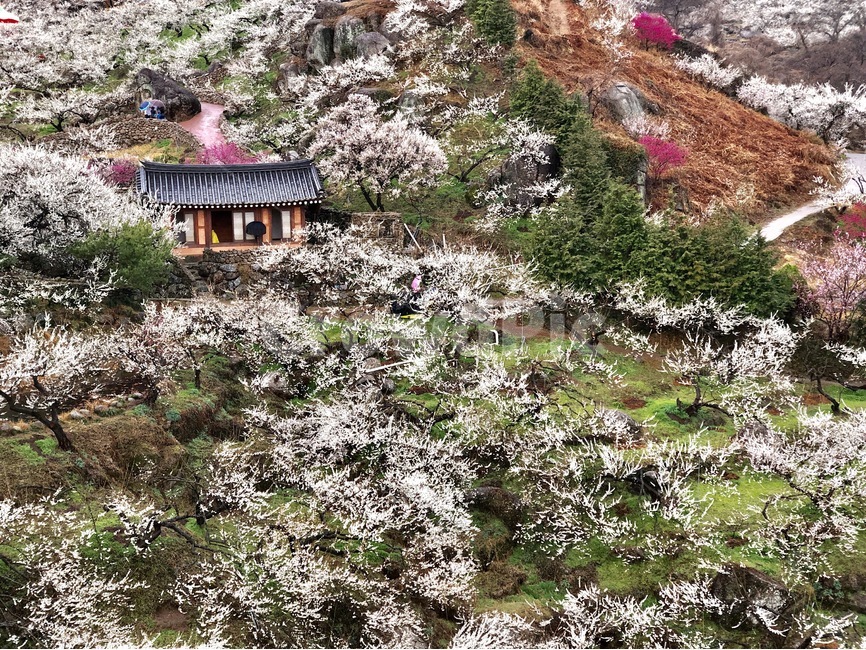 매화,광양,농장,꽃,봄,홍매화,봄,계절,spring,season,자연,풍경,nature,landscape,한국자연풍경,한국자연경관,korea nature landscape,한국전통,한국문화,korean traditional,korean culture,outdoors,옥외,building,건물