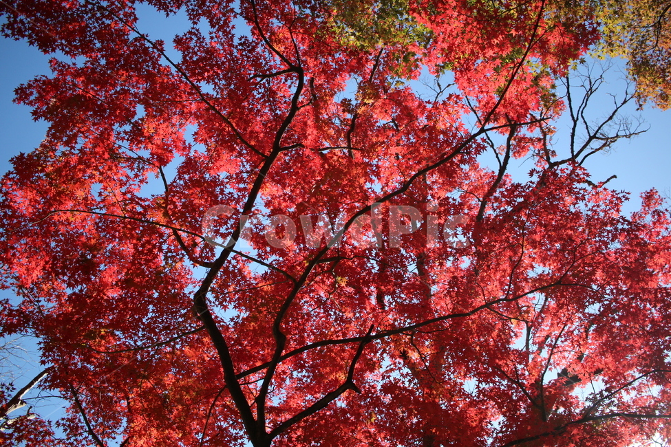 단풍,나무,빨간색,풍경,단풍나무,가을,계절,fall,autumn,season,leaf,잎,plant,식물,tree,maple