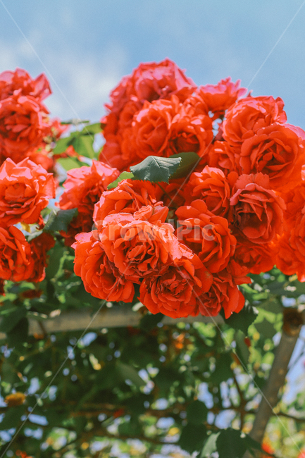 장미,꽃,여름,자연,감성사진,빨간색,rose,flower,식물,자연,plants,nature,꽃,flower