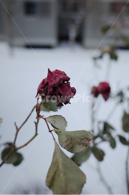 겨울,장미,마른장미,눈,첫눈,겨울감성,winter,snow,rose,겨울,계절,winter,season,식물,자연,plants,nature,꽃,flower
