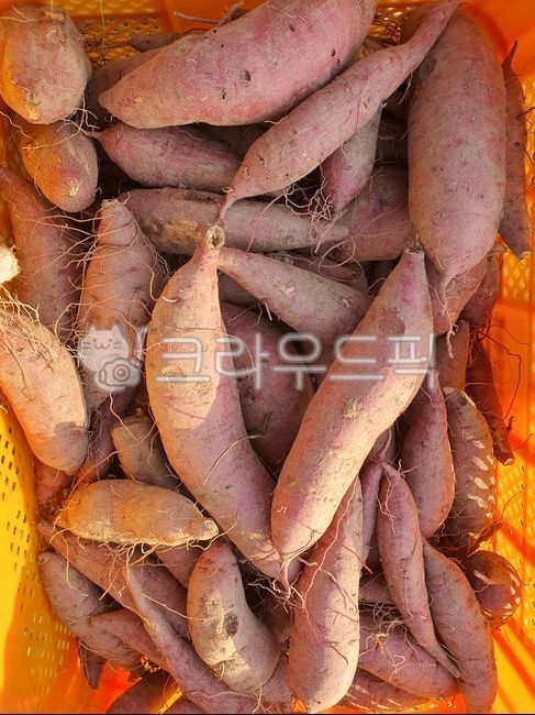 chestnut sweet potato,sweet potato,Pumpkin Sweet Potato,sweet potato field,vegetable