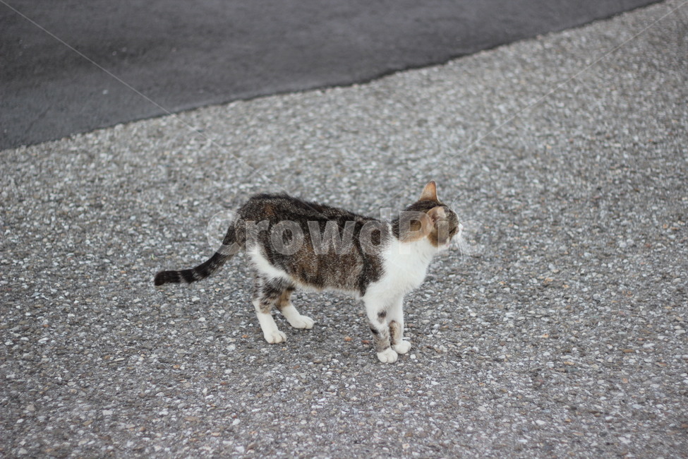 pet,애완동물,cat,고양이,animal,manx,포유류,mammal,동물,동물,animal,포유류,mammal,고양이,cat,kitten,kitty