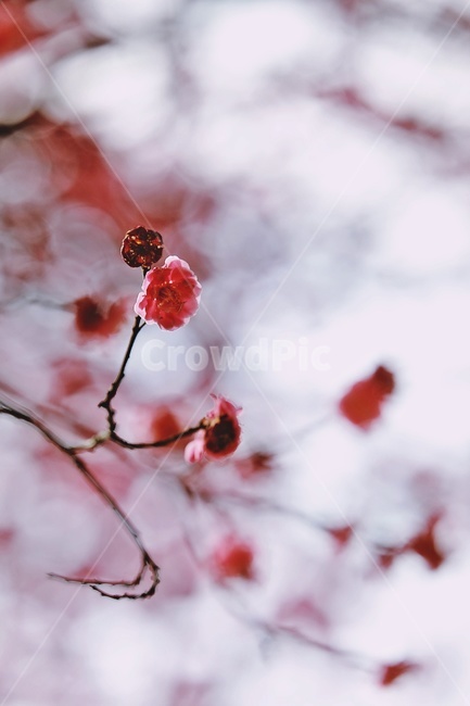 홍매화,매화,꽃,apricotflower,pinkflower,봄,계절,spring,season,식물,자연,plants,nature,꽃,flower,plant