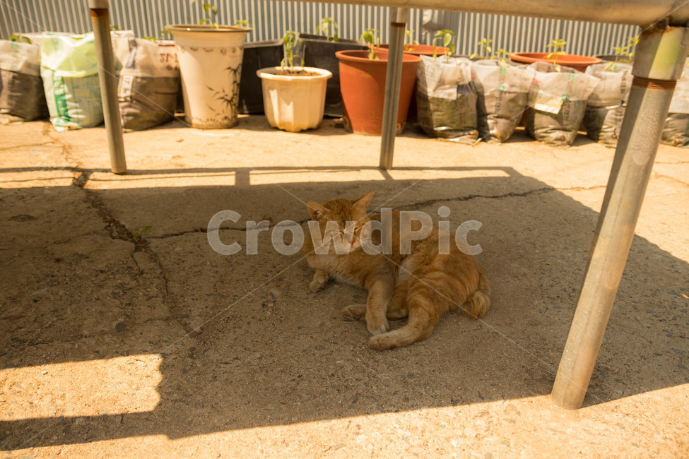 시골고양이,고양이,코리아숏헤어,치즈코숏,cat,시골,반려동물,노란고양이,animalcompanion,animal,길고양이,마당고양이,동물,animal,포유류,mammal,고양이,cat,kitten,kitty