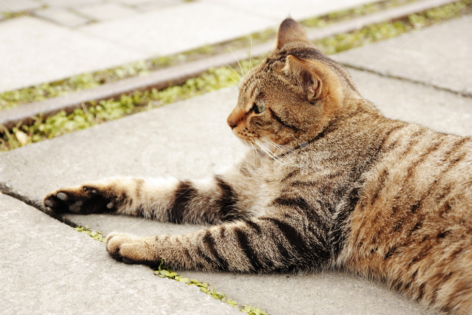 animal,동물,cat,고양이,mammal,포유류,동물,animal,포유류,mammal,고양이,cat,kitten,kitty