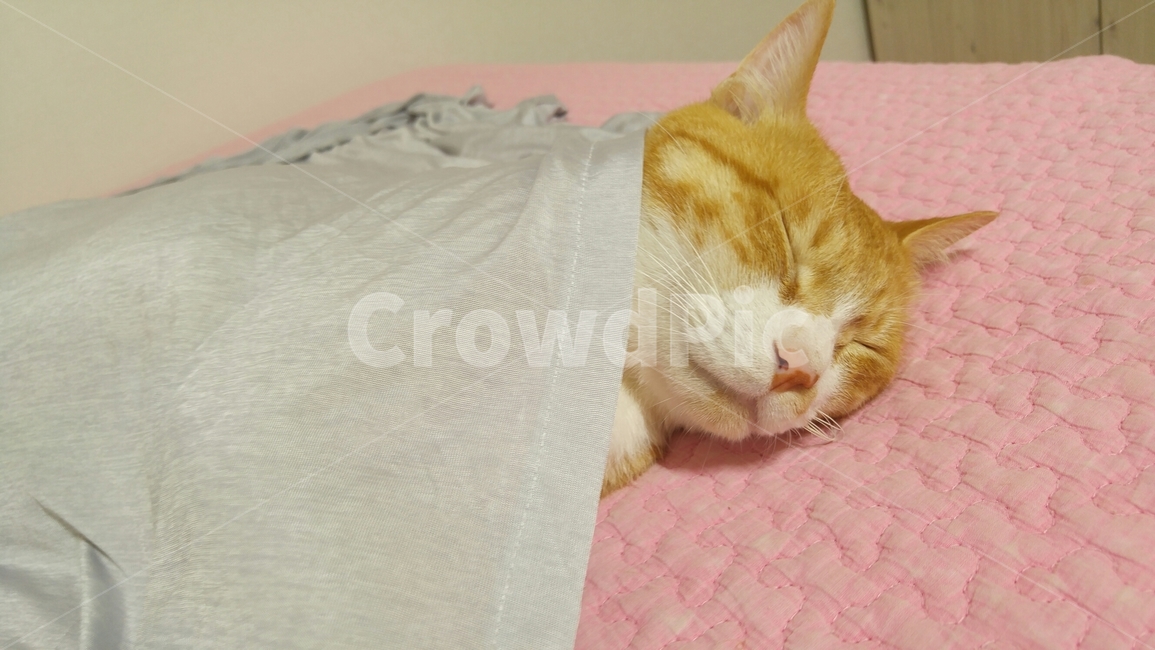 고양이,동물,반려묘,냥,냥이,집사,아기,애정