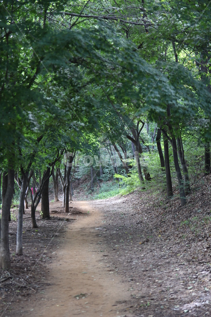 숲길,자연,산,오솔길,길,외길,tree