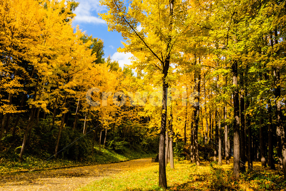 은행,은행잎,은행나무,은행나무숲,은행숲,가을,계절,fall,autumn,season,자연,풍경,nature,landscape,식물,plants,나무,trees,wood,tree,plant