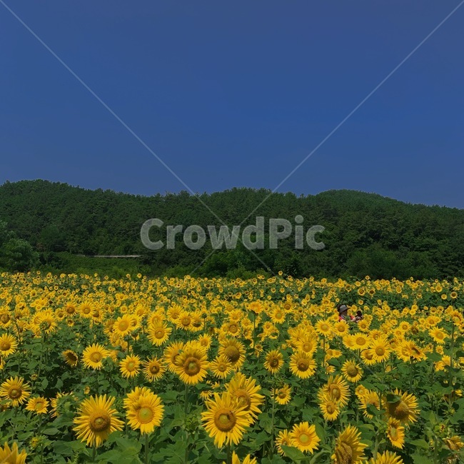해바라기,감성,배경,꽃,자연,식물,자연,plants,nature,꽃,flower