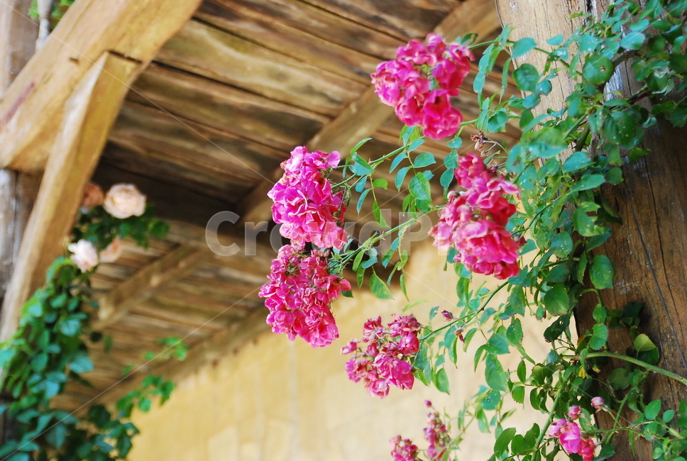꽃,geranium,flower,공원,집,plant,식물,식물,자연,plants,nature,꽃,flower