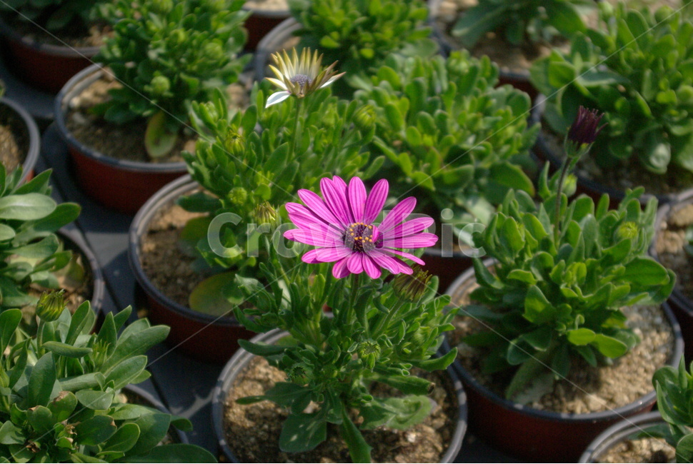 plant,식물,꽃,flower,blossom
