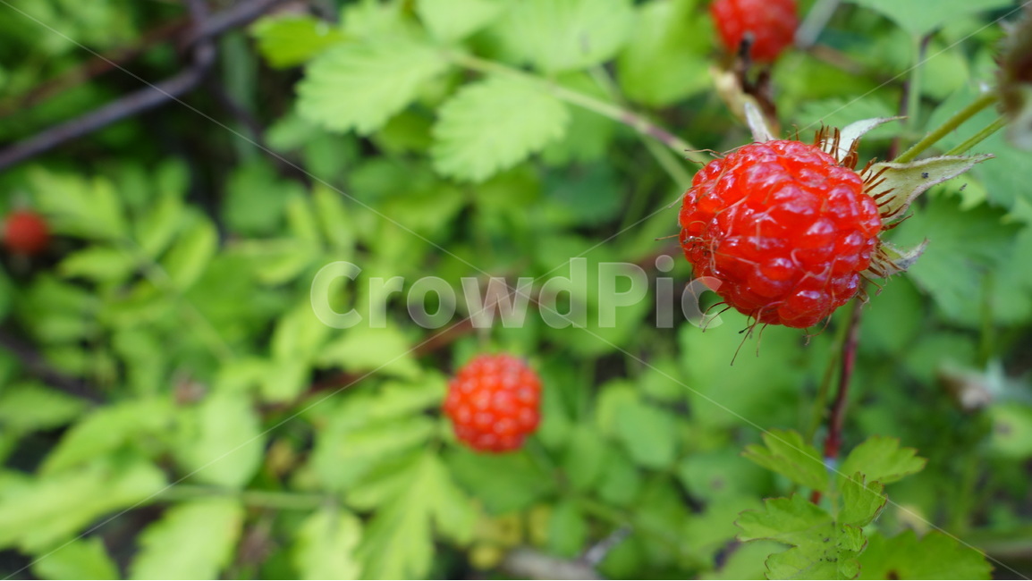 산딸기,딸기,자연,풍경,여름,식물,자연,plants,nature,과일,열매,fruit