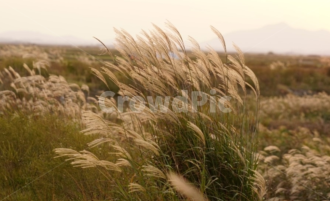 가을,억새,단풍,바람,자연,그림자,길,풍경,일몰,감성,서정,nature,autumn,태양,가을,계절,fall,autumn,season,자연,풍경,nature,landscape,grass,잔디,plant,식물,lawn