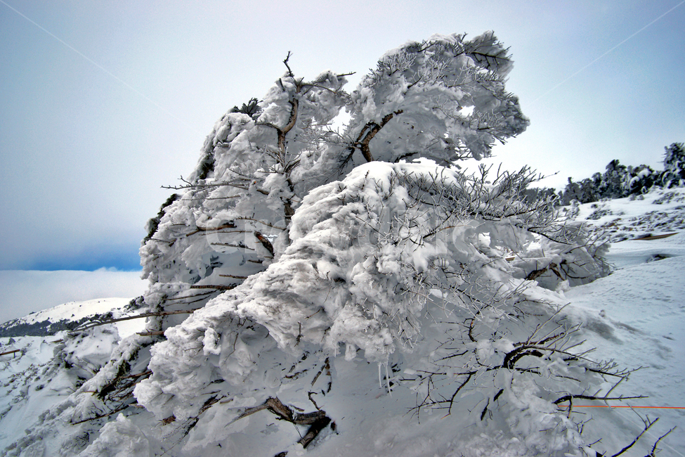한라산,제주도,영실코스,설경,설화,겨울,겨울,계절,winter,season