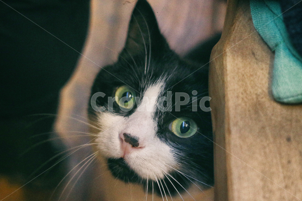 고양이,아이컨텍,동물,cat,귀여움,동물,animal,포유류,mammal,고양이,cat,kitten,kitty