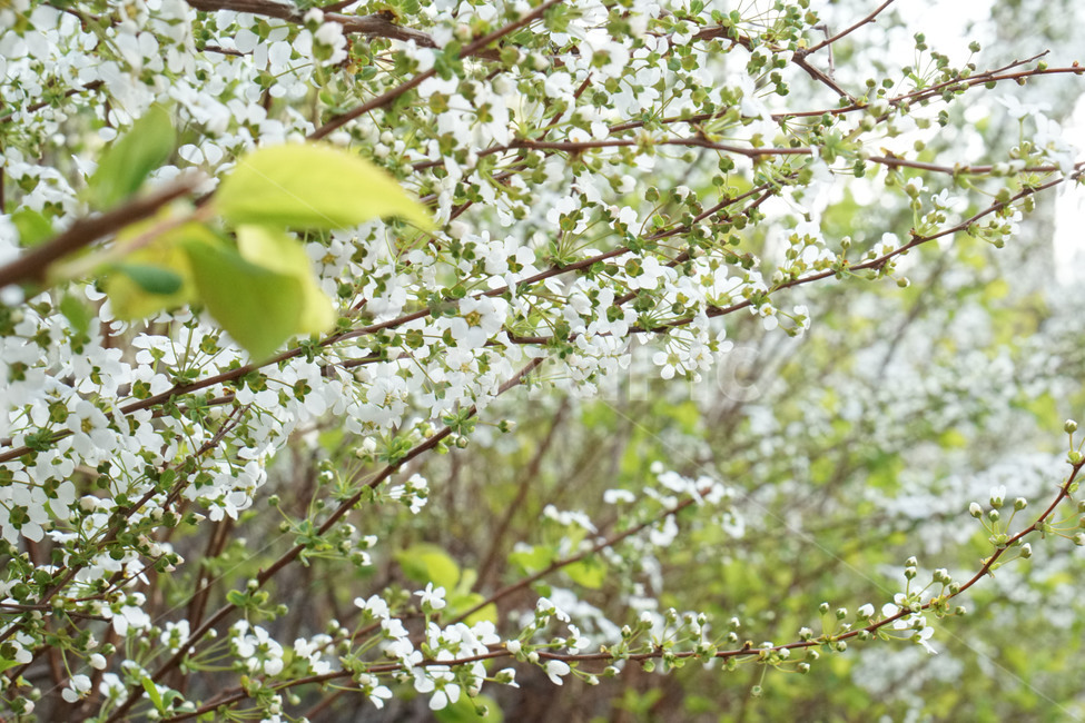 공원,보라매공원,봄,plant,flower,cherryblossom,blossom