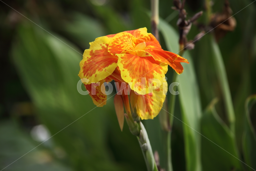 물칸나,꽃,온실,flower,yellow,칸나