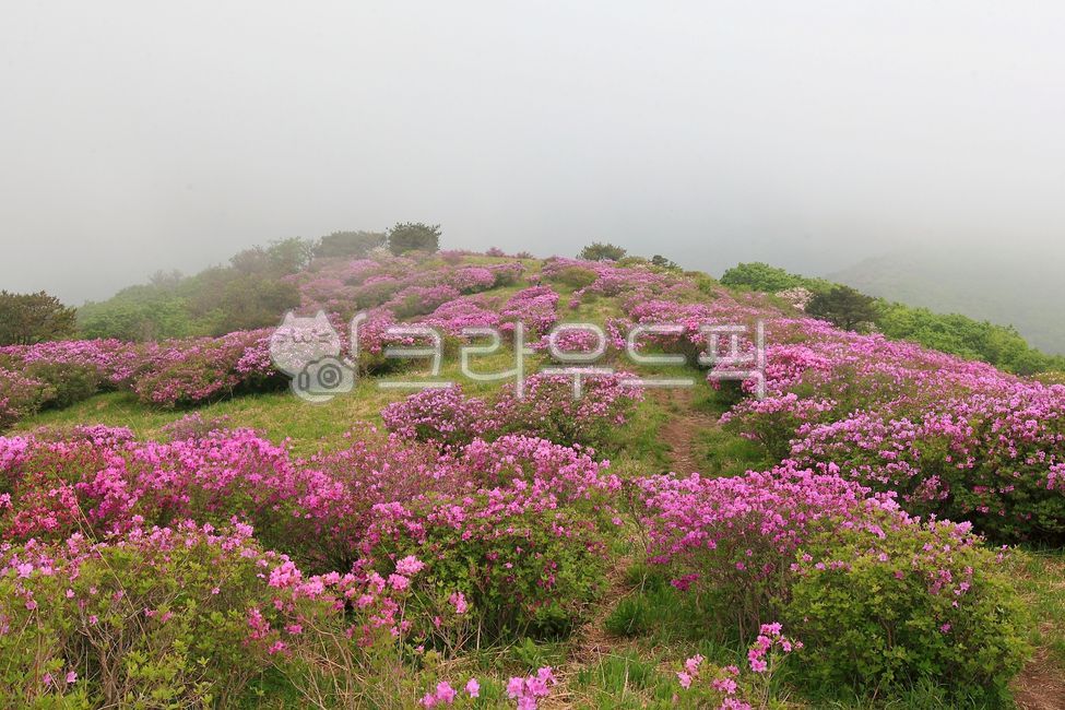 철쭉,봄꽃,꽃배경,분홍색,꽃,분홍꽃,봄,개화,활짝핀,만개,경치,자연,봄소식,식물,야생화,산,옥외,나무,등산,배경,녹색,흐린,아름다운,미,화사한,꽃잎,잎,밝은,블로섬