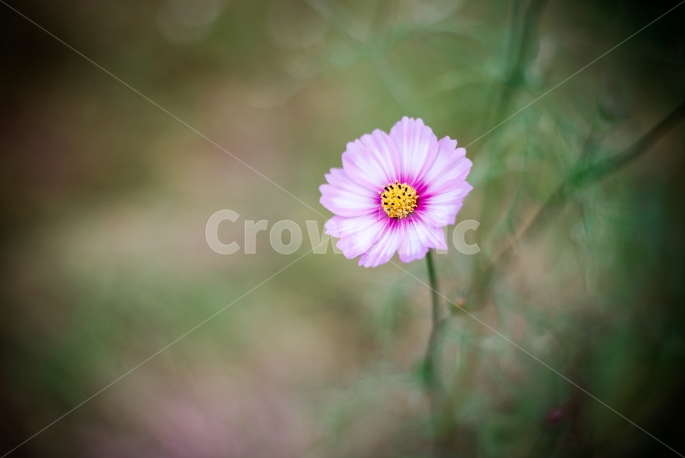 꽃,코스모스,꽃사진,가을,가을사진,핑크,분홍,스냅,snap,식물,자연,plants,nature,꽃,flower